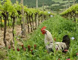 Vin De Terre Vins Bio Vin Biologique Grossiste Vin Entrepositaire Agree Nice Cannes Antibes Monaco Alpes Maritimes 06 Vin De Terre Est Une Plate Forme De Distribution De Vins Bio Pour Les