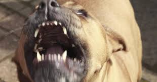 Eight Charged 100 Dogs Seized In Massive Florida Dogfighting Drug Ring Check More At Https Pitbulls Aggressive Dog Pitbull Dog
