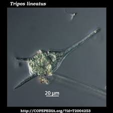Image result for Trisetopsis