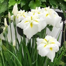 Image result for Eulophia ensata