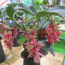 Piante grasse con fiori cactacee delle foreste. Pin Su Pianta