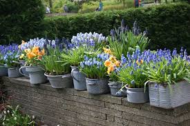 Some other varieties of spring bulbs to force into flowering are dutch iris these are usually seen in the supermarkets for sale earlier than flowering time in australia. Growing Bulbs In Outdoor Containers Garden Bulb Blog Flower Bulbs Gardening Tips Garden Bulb Blog Flower Spring Bulbs Garden Growing Bulbs Bulb Flowers
