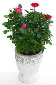 Elle y est aussi les plants de rosiers à mettre en pots sont tirés de la serre à multiplication ou de la pleine terre. 5 Conseils Pour Votre Rosier D Appartement Le Pouvoir Des Fleurs