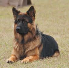 Does the different color of their fur impact the best way to predict the health and behavior of a sable german shepherd is to speak with the puppy's breeder about the health and behavior of. Long Coated German Shepherd Puppies For Sale Petsidi