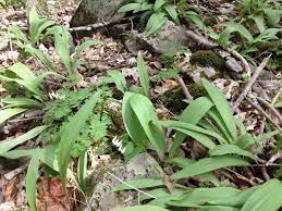 Allium Tricoccum Wild Leek Or Ramp 33743 The University Of Texas At Austin Wild Flowers Plants