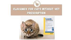 Clavamox For Cats Without Vet Prescription The Kitty Expert