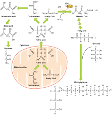 Glycogen is the carbohydrate of human being. Metabolic Functions Of The Liver Carbohydrates Lipids Teachmephysiology