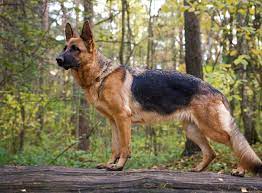 Er züchtet deutsche schäferhunde … Deutscher Schaferhund Rasseportrait Im Hunde Magazin Zooroyal Magazin