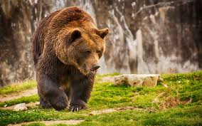 Only the best hd background pictures. Best 39 Bear Backgrounds For Desktop On Hipwallpaper Bear Wallpaper Lonely Teddy Bear Wallpaper And Sad Teddy Bear Wallpaper