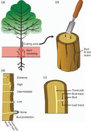 Image result for Aristida stenostachya