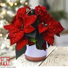 It really is specifically well known for its inexperienced and red foliage and it is widely used in christmas floral displays. Euphorbia Pulcherrima Jingle Bell Rock Poinsettia Jingle Bell Rock In Gardentags Plant Encyclopedia