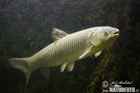 Food consumption, growth, and survival of grass carp ctenopharyngodon idella (valenciennes) at four. Ctenopharyngodon Idella Pictures Grass Carp Images Nature Wildlife Photos Naturephoto
