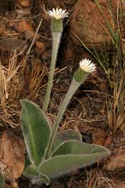Image result for Gerbera piloselloides