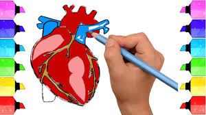 Class easy simple human heart drawing. Heart Drawing Easy Colored Novocom Top