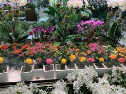 Garden district flowers is located in bakersfield city of california state. The New York City Flower District A Gem In The Jungle Petal Republic