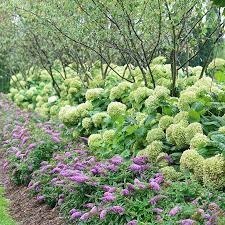 Buddleia Pugster Periwinkle Reblooming Dwarf Butterfly Bush Greatgardenplants Com Butterfly Bush Landscaping Plants Flowering Bushes