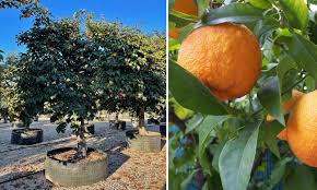 Image result for Citrus × aurantium