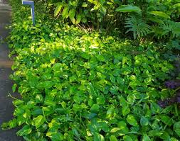 Epipremnum Aureum A Popular Evergreen Flowering House Creeper Plant For Garden And Landscapes Houseplants Creeperplan Creepers Plants Plants Garden Images