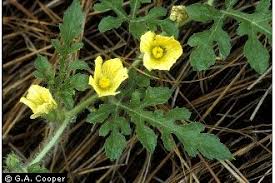 Image result for Citrullus lanatus