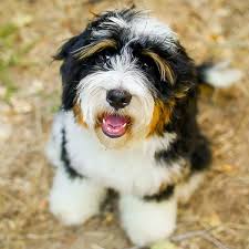 Our emphasis is on quality. 1 Bernedoodle Puppies For Sale By Uptown Puppies