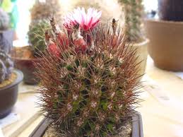 Image result for Tinnea eriocalyx