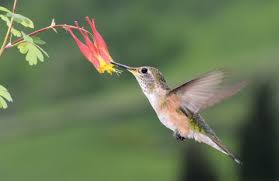 There are dozens of flowers they visit, but we share 15 flowers we call their favorites. Https Www Fs Fed Us Wildflowers Pollinators Documents Hummingbirdbrochures Hummingbirdguideco Wy Sd Pdf