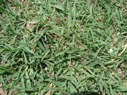 Selain itu rumput grinting sangatlah. Bermuda Grass Cynodon Dactylon Feedipedia