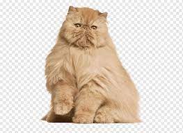 See full list on excitedcats.com Persian Cat Maine Coon Norwegian Forest Cat Munchkin Cat Pet Sitting Persian Mammal Cat Like Mammal Carnivoran Png Pngwing