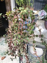 Have you fallen in love with succulents after seeing some stunning succulent planters? Need Identification On This Very Long Trailing Succulent Succulents