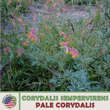 Image result for Corydalis