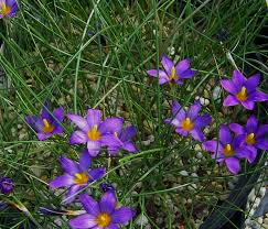 Image result for Romulea