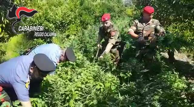 ANOIA: SCOPERTA PIANTAGIONE DI 2500 PIANTE DI CANAPA INDIANA - Telemia