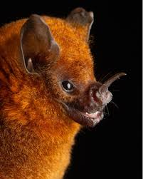 Image result for Batia internella