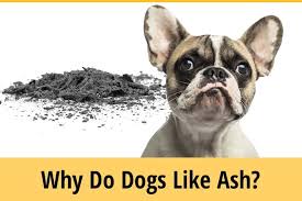 What to do with pet dog ashes. Why Do Dogs Like Ashes Does It Make Them Sick Zooawesome