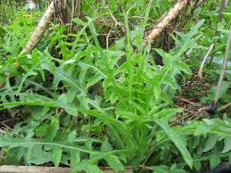 Image result for Lactuca homblei