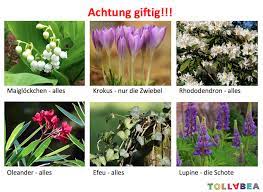 Klar, die kräuter, die du im beet für deine küche anbaust, die können auch kindern nichts anhaben. Giftige Pflanzen Vorsicht Giftige Pflanzen Pflanzen Garten Pflanzen