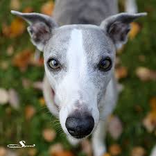 Mama und papa sind reinrassige whippet. 9 Grunde Gegen Einen Whippet Doctor Speed De