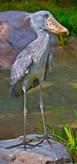 Bird With Big Feathers Pin On Birds Of A Feather