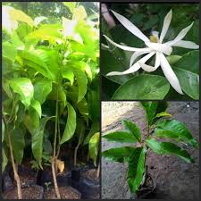 Bunga kenanga beraroma harum dan khas. Jual Goldseeds Bibit Tanaman Bunga Kantil Putih Cempaka Putih Murah Juni 2021 Blibli
