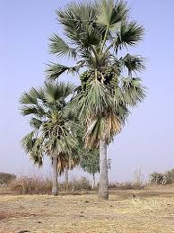 Image result for Borassus