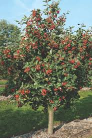 Sorbus Intermedia Ehrh Pers Schwedische Mehlbeere Oxelbeere Pflanzen Null Pflanzen Beeren Garten