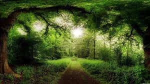 Jeder kann hintergrundbilder für smartphones und computer kaufen oder kostenlos herunterladen. The Most Beautiful Forest Wallpapers Download