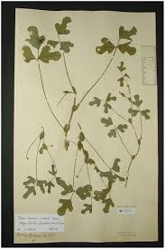 Image result for Dolichos trilobus