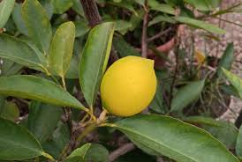 Image result for Citrus medica