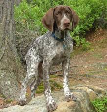 German Shorthaired Pointer Information And Pictures Petguide German Shorthaired Pointer Dog German Shorthaired Pointer Pointer Puppies