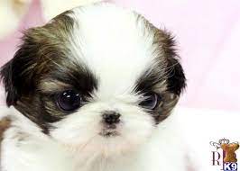If you're trying to find a bargain for sick puppies concerts in houston, tickets can be found for as low as $37.00. Shih Tzu Puppy For Sale Royal Teacup Shih Tsu Puppy 10 Years Old