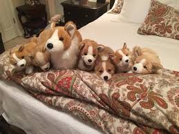 Spot The Imposter Dog Memes Funny Animal Pictures Cute Dogs