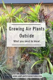 Watering air plants is easy. Growing Displaying Air Plants Outside Air Plants Care Air Plants Plants