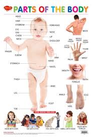 body parts chart