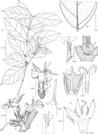 Image result for Tricalysia sp. E